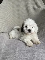 Skye, a female Lhasa Apso and Shih Tzu for sale in Lewisburg, PA – Photo 8 of 8