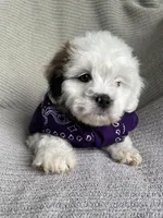 Skye, a female Lhasa Apso and Shih Tzu for sale in Lewisburg, PA – Photo 7 of 8