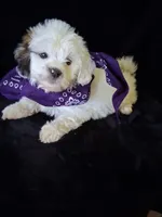 Skye, a female Lhasa Apso and Shih Tzu for sale in Lewisburg, PA – Photo 1 of 8