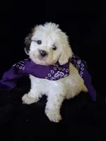 Skye, a female Lhasa Apso and Shih Tzu for sale in Lewisburg, PA – Photo 3 of 8