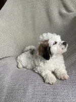 Skye, a female Lhasa Apso and Shih Tzu for sale in Lewisburg, PA – Photo 5 of 8