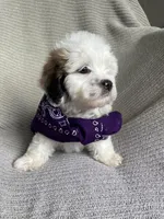 Skye, a female Lhasa Apso and Shih Tzu for sale in Lewisburg, PA – Photo 6 of 8