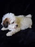 Skye, a female Lhasa Apso and Shih Tzu for sale in Lewisburg, PA – Photo 2 of 8