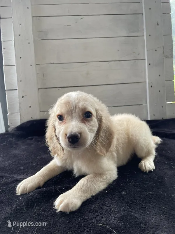 Elmo – Cockapoo puppy for sale in Lewisburg, PA