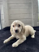 Elmo, a male Cockapoo for sale in Lewisburg, PA – 1 of 1