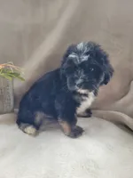Becky, a female Lhasapoo for sale in Lewisburg, PA – 3 of 4