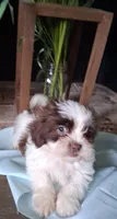 Hugs, a male Shihpoo for sale in Lewisburg, PA – 2 of 5
