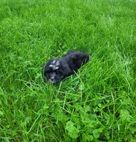 Becky, a female Lhasapoo for sale in Lewisburg, PA – 4 of 4
