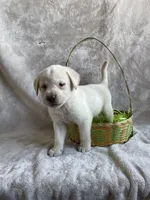 Hydrangea, a male Labrador Retriever for sale in Lewisburg, PA – Photo 3 of 6