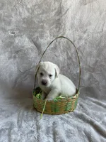 Hydrangea, a male Labrador Retriever for sale in Lewisburg, PA – Photo 5 of 6