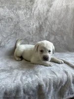 Hydrangea, a male Labrador Retriever for sale in Lewisburg, PA – Photo 1 of 6