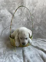 Hydrangea, a male Labrador Retriever for sale in Lewisburg, PA – Photo 2 of 6