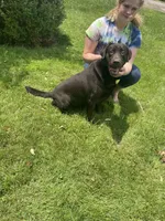 Hydrangea, a male Labrador Retriever for sale in Lewisburg, PA – Photo 4 of 6