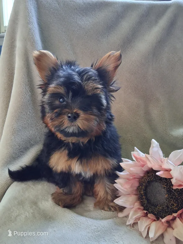 Zac – Yorkshire Terrier puppy for sale in Lewisburg, PA