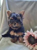 Zac, a male Yorkshire Terrier for sale in Lewisburg, PA – 1 of 4