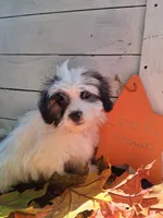 Charlie Brown , a male Lhasapoo for sale in Lewisburg, PA – 2 of 5