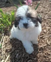 Daffodil , a female Lhasapoo for sale in Lewisburg, PA – Photo 2 of 6