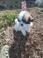 Daffodil , a female Lhasapoo for sale in Lewisburg, PA – Photo 4 of 6