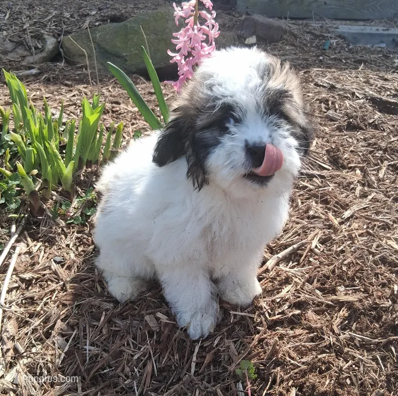 Daffodil  – Lhasapoo puppy for sale in Lewisburg, PA