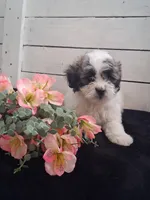 Daffodil , a female Lhasapoo for sale in Lewisburg, PA – Photo 6 of 6