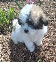 Daffodil , a female Lhasapoo for sale in Lewisburg, PA – Photo 3 of 6