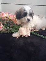 Daffodil , a female Lhasapoo for sale in Lewisburg, PA – Photo 5 of 6