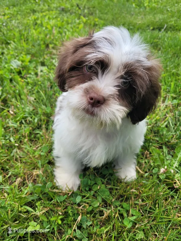 Hugs – Shihpoo puppy for sale in Lewisburg, PA