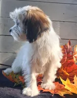 Bonnie, a female Lhasapoo for sale in Lewisburg, PA – 6 of 7