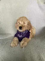 Rosalina, a female Goldendoodle for sale in Lewisburg, PA – Photo 5 of 5