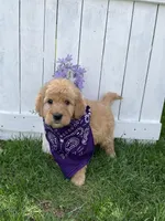 Rosalina, a female Goldendoodle for sale in Lewisburg, PA – Photo 4 of 5