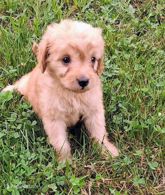 Nugget – Cavapoo puppy for sale in Lewisburg, PA