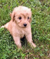 Nugget, a male Cavapoo for sale in Lewisburg, PA – 1 of 6