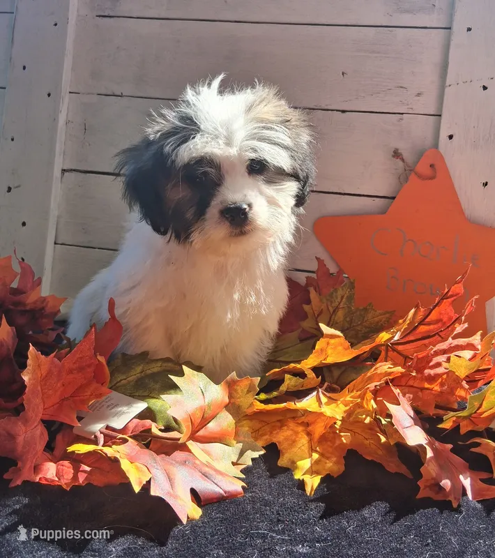 Charlie Brown  – Lhasapoo puppy for sale in Lewisburg, PA