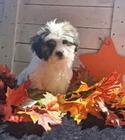 Charlie Brown , a male Lhasapoo for sale in Lewisburg, PA – 1 of 5