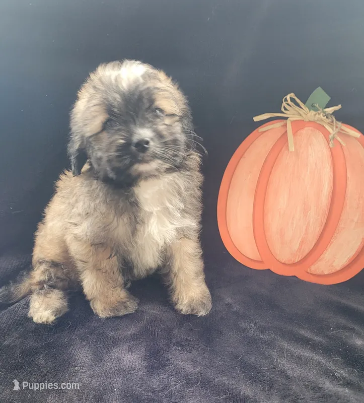 Jack – Lhasapoo puppy for sale in Lewisburg, PA