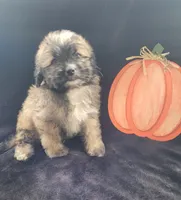 Jack, a male Lhasapoo for sale in Lewisburg, PA – 1 of 4