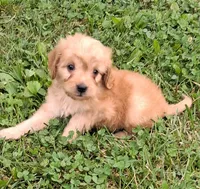 Nugget, a male Cavapoo for sale in Lewisburg, PA – 2 of 6