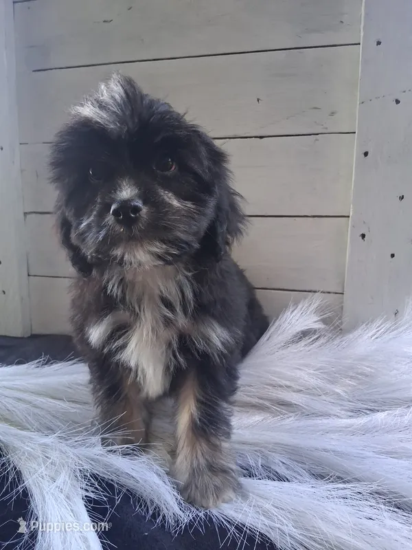 Bennet – Lhasapoo puppy for sale in Lewisburg, PA