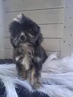 Bennet, a male Lhasapoo for sale in Lewisburg, PA – 1 of 7