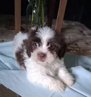 Hugs, a male Shihpoo for sale in Lewisburg, PA – 1 of 5