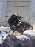 Bennet, a male Lhasapoo for sale in Lewisburg, PA – 6 of 7