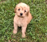 Nugget, a male Cavapoo for sale in Lewisburg, PA – 3 of 6