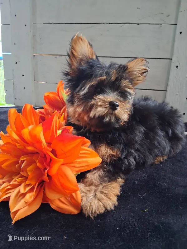 Zac – Yorkshire Terrier puppy for sale in Lewisburg, PA