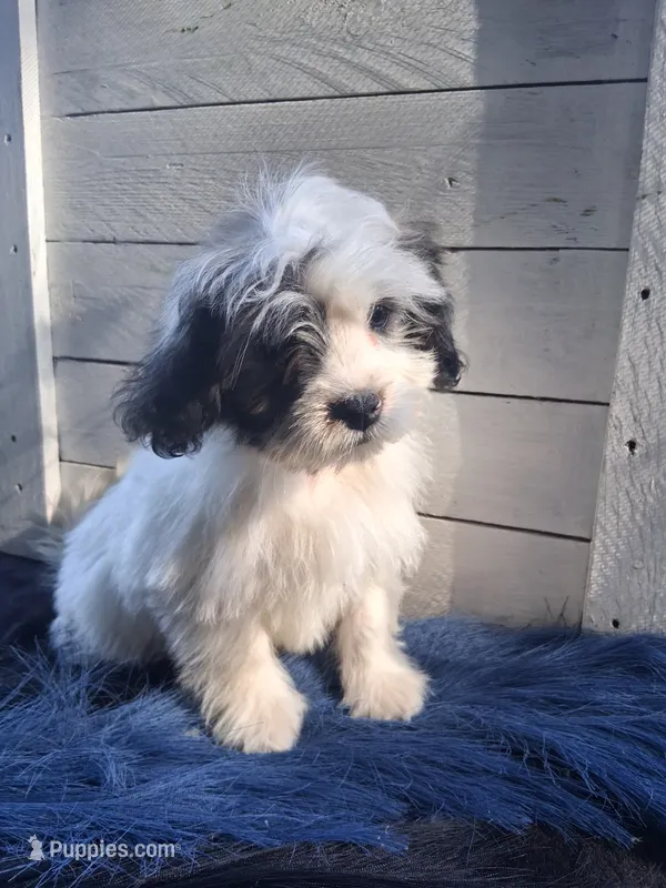 Charlie Brown  – Lhasapoo puppy for sale in Lewisburg, PA