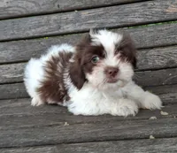 Hugs, a male Shihpoo for sale in Lewisburg, PA – 5 of 5