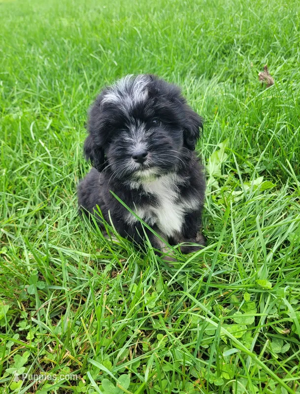 Becky – Lhasapoo puppy for sale in Lewisburg, PA