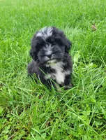 Becky, a female Lhasapoo for sale in Lewisburg, PA – 1 of 4