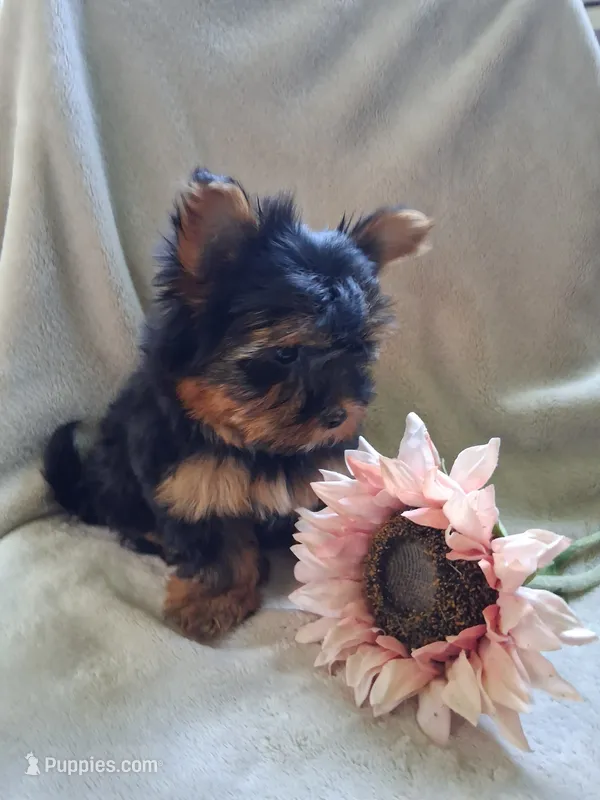 Zac – Yorkshire Terrier puppy for sale in Lewisburg, PA