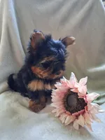 Zac, a male Yorkshire Terrier for sale in Lewisburg, PA – 4 of 4