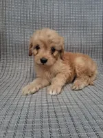 Nugget, a male Cavapoo for sale in Lewisburg, PA – 4 of 6